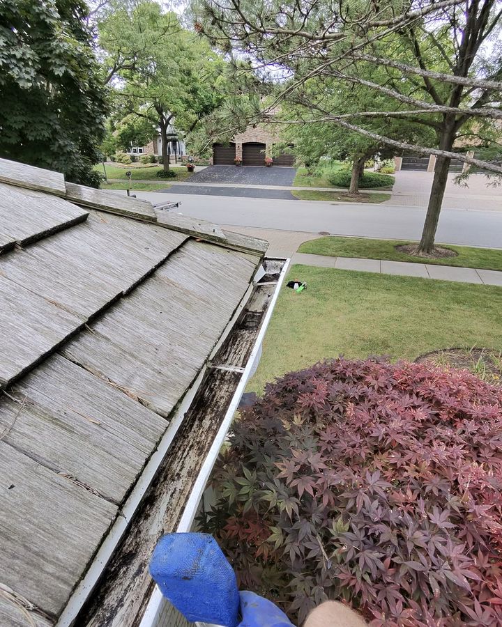 gutter with pine needles after