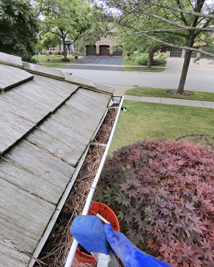 gutter with pine needles before